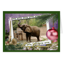 c-african-elephant-201 card