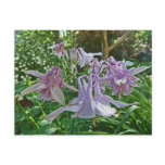 CA- Columbine Floral ASrt Postcard