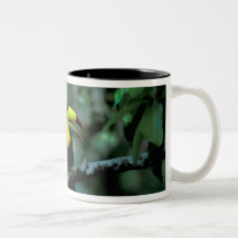 CA, Panama, Soberania NP, Keel-billed Tucan in Mugs