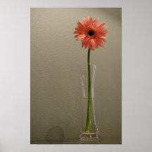 Cabana Daisy Poster