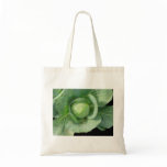 Cabbage
