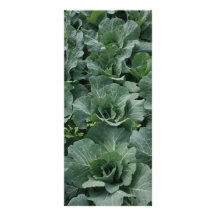 Cabbage Full Color Rack Card