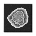 Cabbage in space fridge magnets
