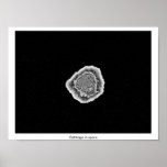 Cabbage in space poster