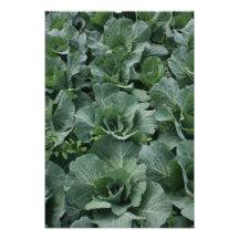 Cabbage Photographic Print