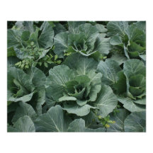 Cabbage Photographic Print