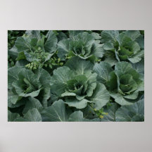 Cabbage Print