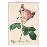 Cabbage Rose Botanical Print Mother's Day Card