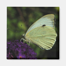 Cabbage White Butterfly magnet