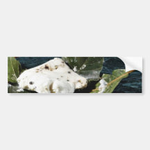Cabecou Feuille Cheese Wrapped In Chestnut Leaves Bumper Stickers