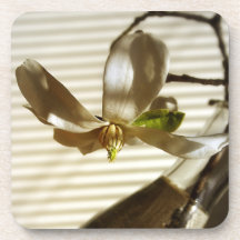 Caboteur de fleur de magnolia sous-bocks