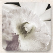 Caboteur pourpre d'orchidée sous-bock