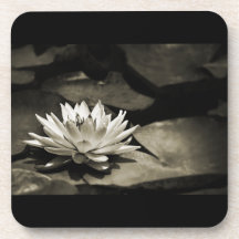 Caboteurs de nénuphar sous-bocks