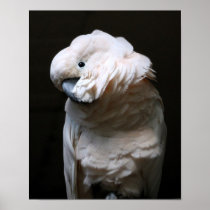 cacatoo print