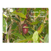 Cacoa Tree Post Card