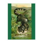 Cacomixle Postcards
