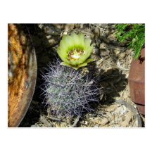 Cacti Bloom Post Card