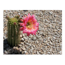 Cacti Bloom Postcard