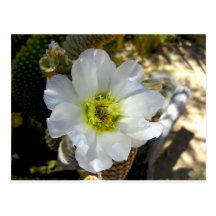 cacti bloom postcards