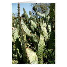Cacti Cards