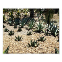 Cacti Field Art Photo