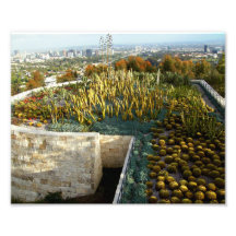 Cacti Garden Photo Print
