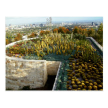 Cacti Garden Post Card