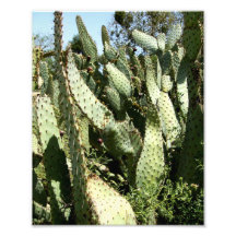 Cacti Photo Print