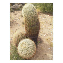 cacti post card