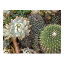 cacti postcard