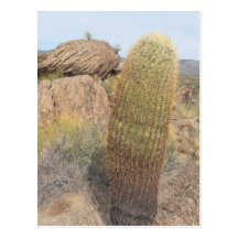 Cacti Postcard