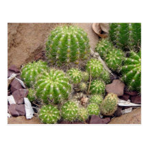 Cacti Postcard