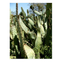 Cacti Postcards