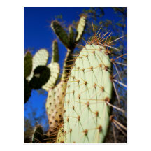 cacti postcards