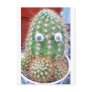 cactieye post cards