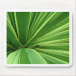 Cactus Approach Mouse Mats