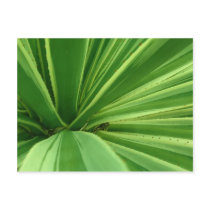 Cactus Approach Post Card