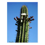 Cactus, Batopilas, Copper Canyon, Mexico Postcards