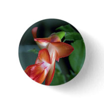 Cactus blossom, Edmonton, Canada Buttons