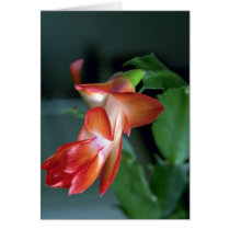 Cactus blossom, Edmonton, Canada Cards