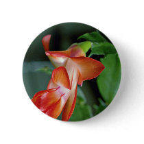 Cactus blossom, Edmonton, Canada  flowers Buttons