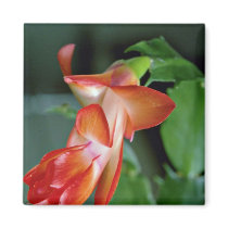 Cactus blossom, Edmonton, Canada  flowers Fridge Magnet