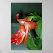 Cactus blossom, Edmonton, Canada  flowers Poster