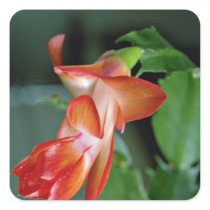Cactus blossom, Edmonton, Canada  flowers Sticker