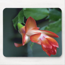 Cactus blossom, Edmonton, Canada Mouse Pad