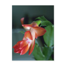 Cactus blossom, Edmonton, Canada Postcards