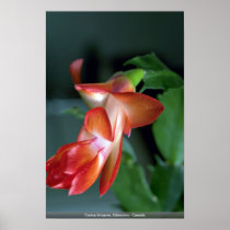 Cactus blossom, Edmonton, Canada Poster