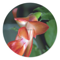 Cactus blossom, Edmonton, Canada Round Sticker