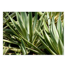 Cactus business cards