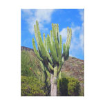 Cactus Canvas Print